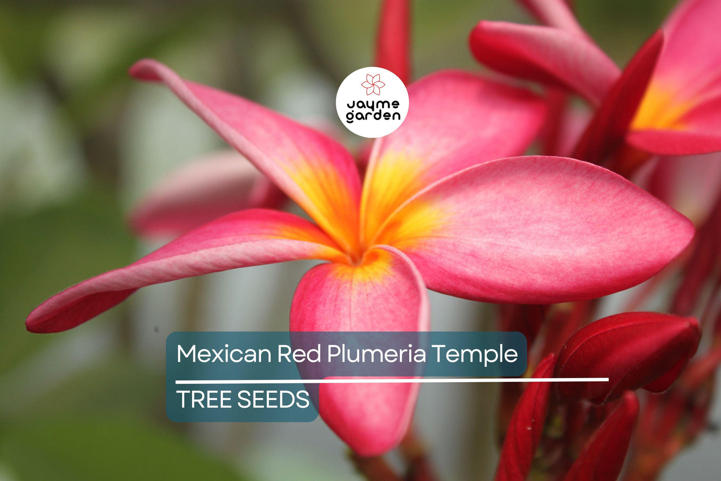 5 Mexican Red Plumeria Seeds (P. rubra) – Tropical Frangipani Flower, Fragrant Blooms, USDA Zones 10-12, Attracts Hummingbirds & Butterflies