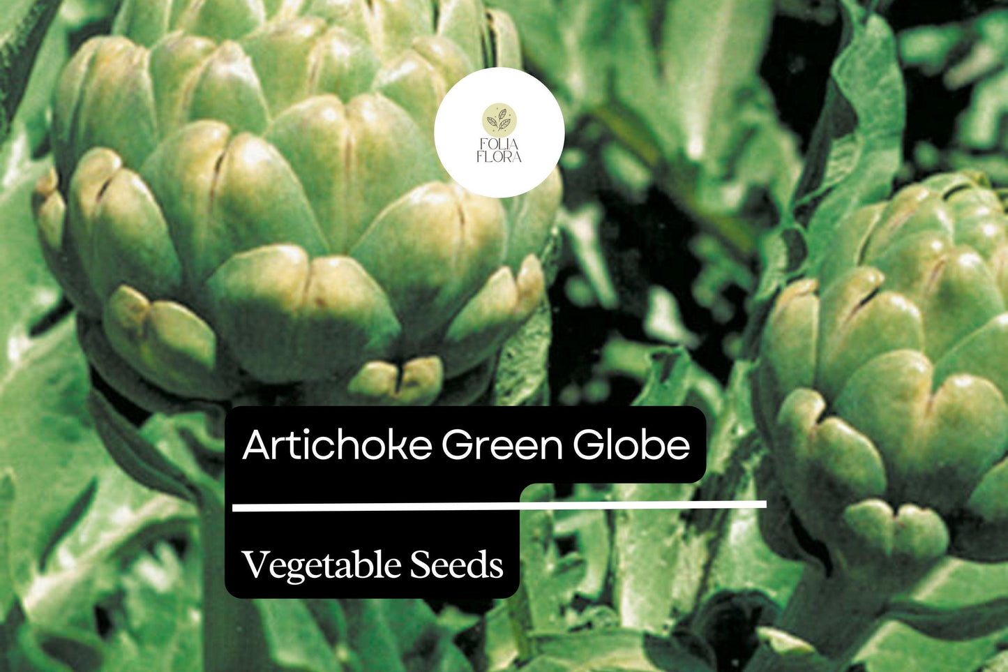 Artichoke Green Globe Seeds - 500mg Heirloom Variety (Cynara scolymus) - Easy to Grow, Edible Perennial Vegetable Plant Seeds