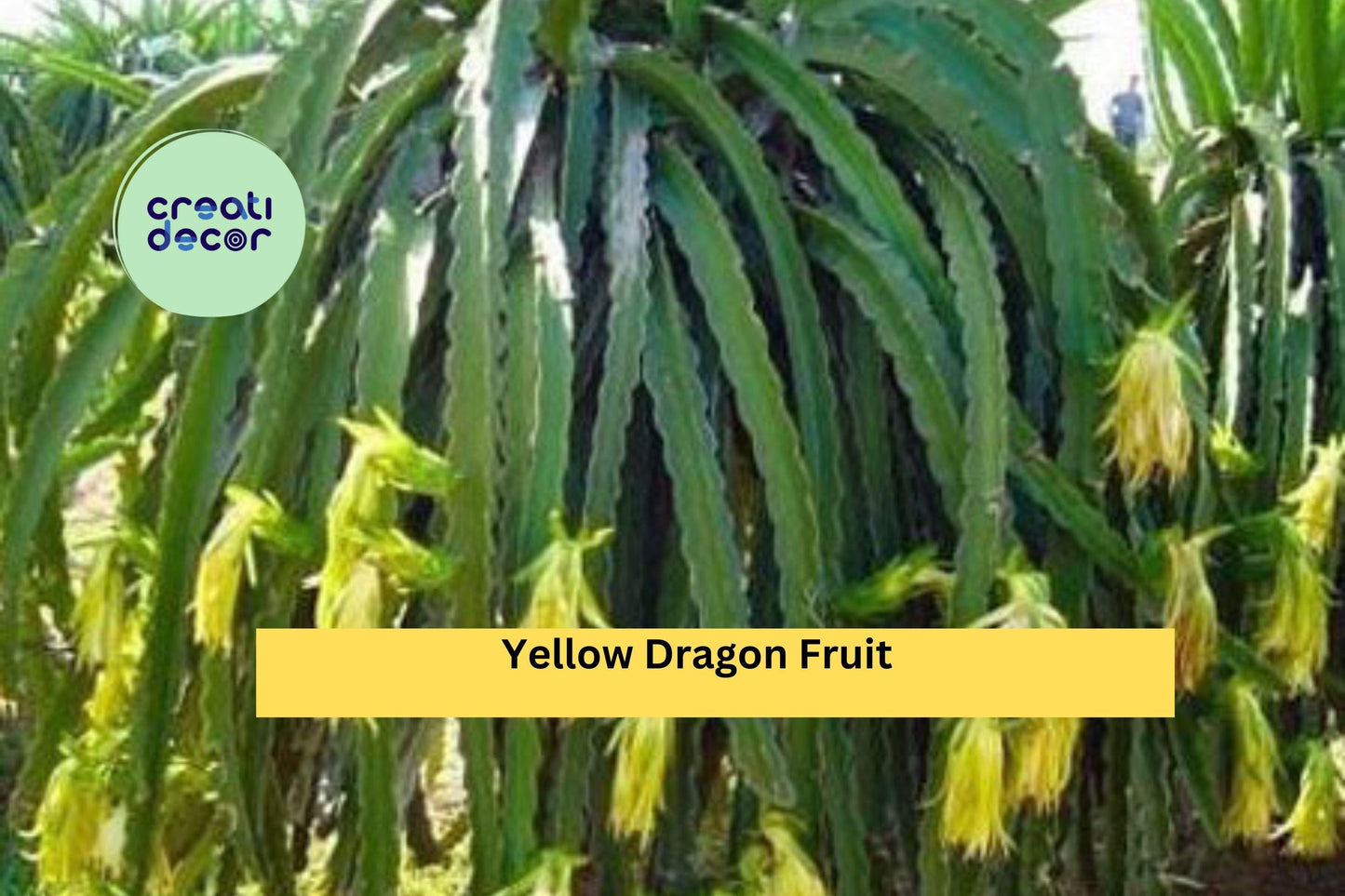 Yellow Dragon Fruit Plant | Hylocereus megalanthus Live Starter | Tropical Cactus Vine for Outdoor Garden or Container Growing
