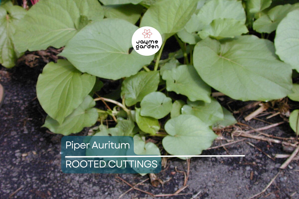 2 Piper Auritum Root Beer Plants (Hoja Santa) - Edible Mexican Pepperleaf, Ornamental