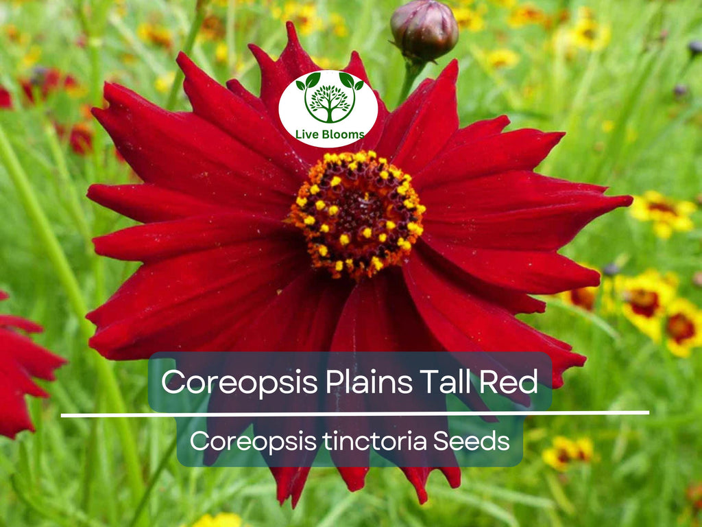 500 Seeds Coreopsis ‘Plains Tall Red’ – Coreopsis tinctoria – Non-GMO Heirloom Wildflower – Pollinator Favorite, Easy to Grow