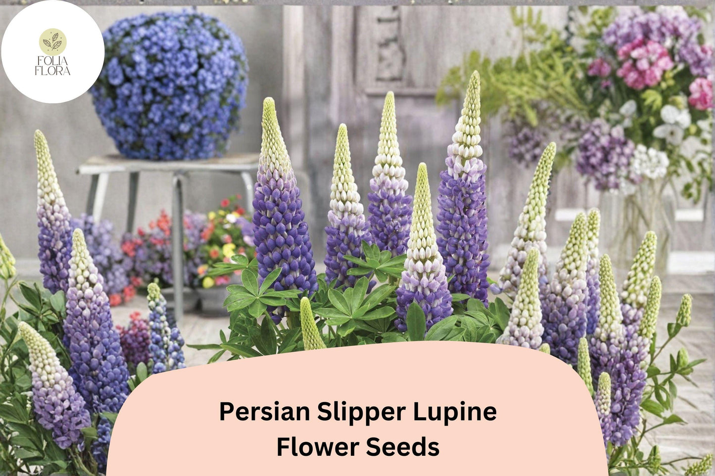 25+ Persian Slipper Lupine Seeds | Purple Lupinus | Elegant Spring Bloom Spikes for Garden Planting