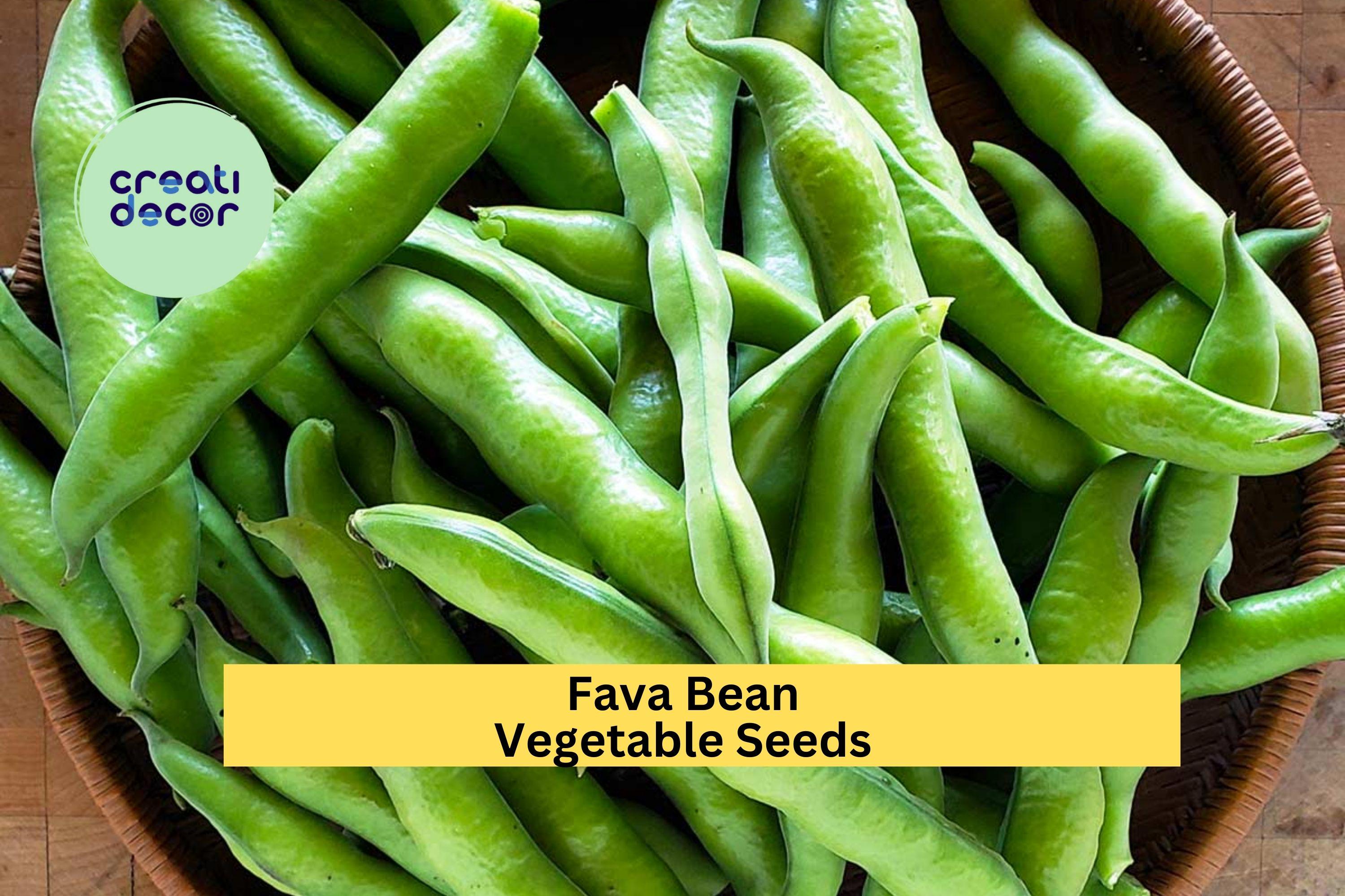 3pcs x 5g Fava Bean Seeds – Broad Beans for Cool Season Planting in Garden Beds, Raised Plots, or Containers Seeds for Planting