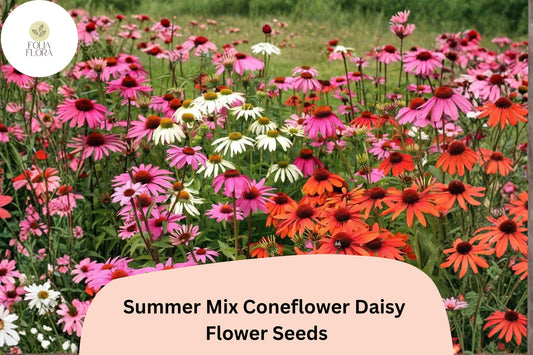 200+ Summer Mix Coneflower Daisy Seeds | Echinacea purpurea | Colorful Summer Garden Flowers | Easy to Grow