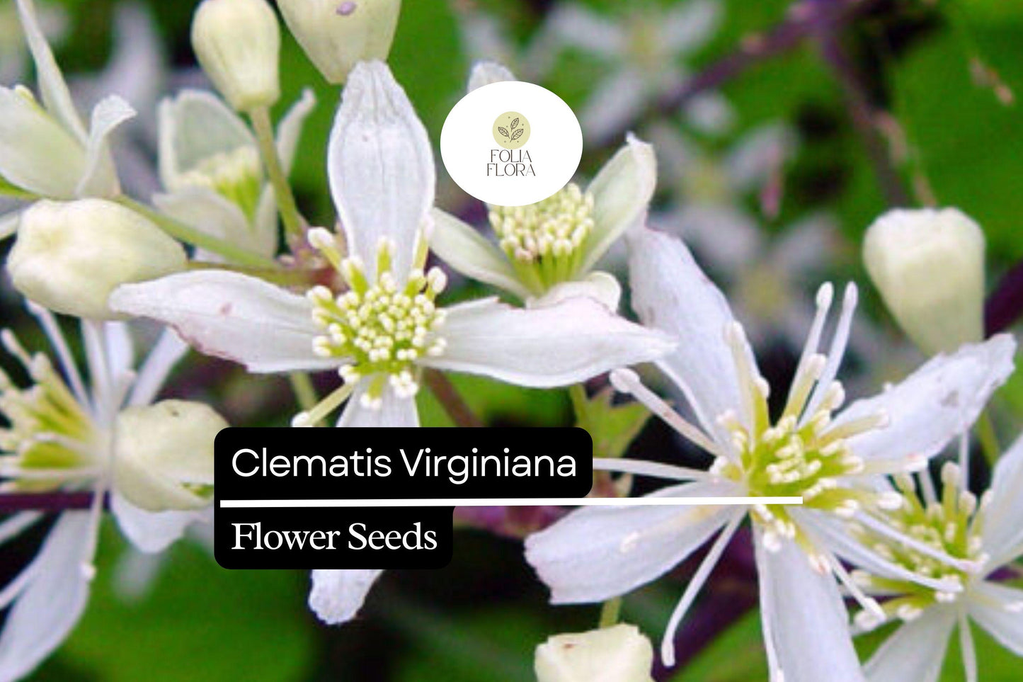 100mg Clematis virginiana Virgin's Bower Seeds - Fragrant Climbing Flowering Vine
