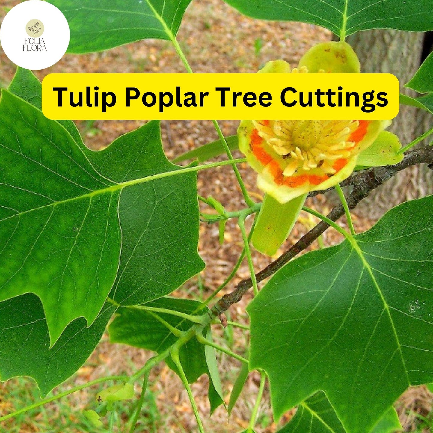 7 Live Cuttings Tulip Poplar Tree (Liriodendron tulipifera) | Fast-Growing Shade Tree | Beautiful Tulip-Shaped Blooms