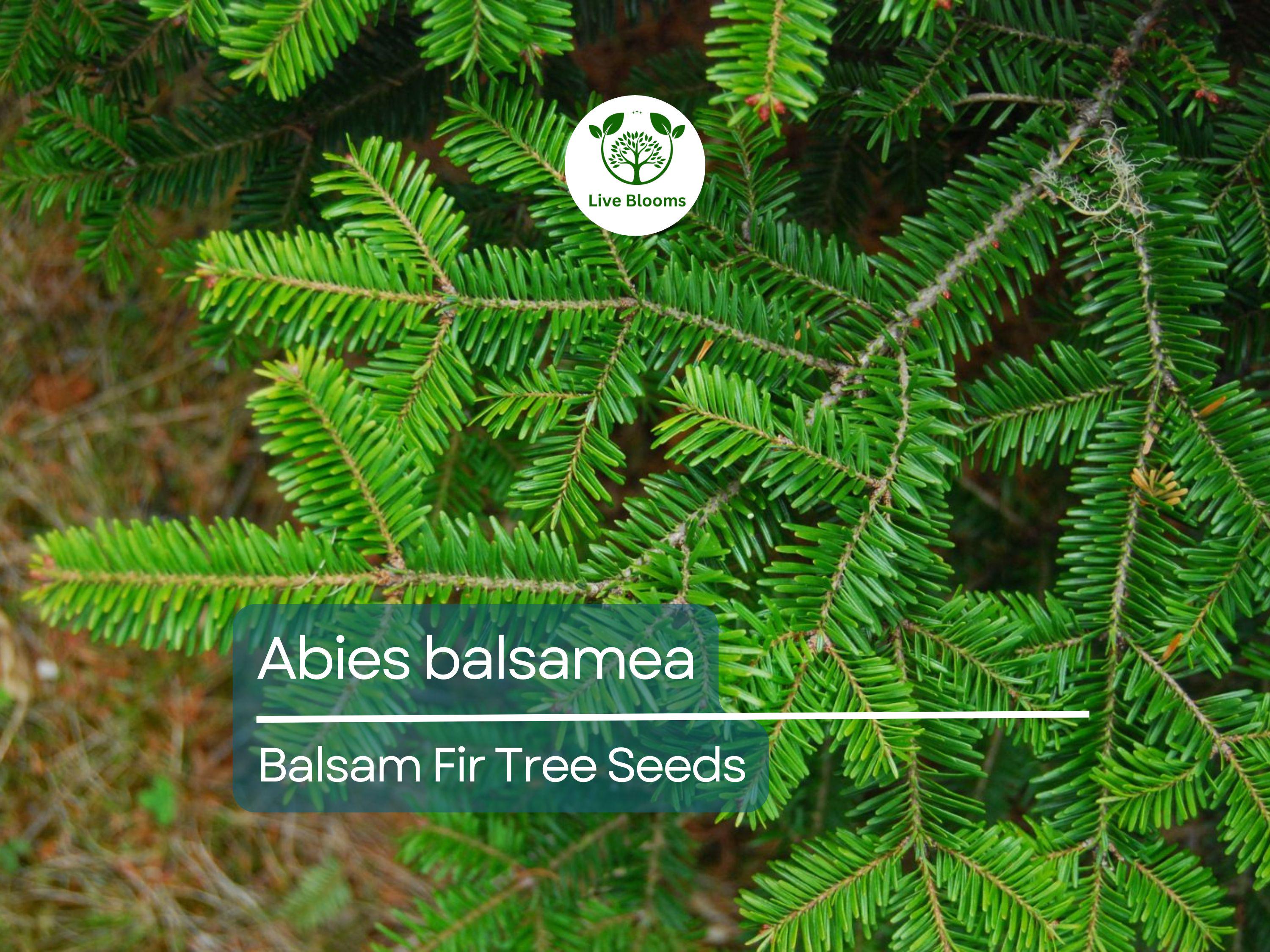 30 Abies balsamea Seeds - Balsam Fir from Lake States | Cold-Hardy Evergreen Seeds Ideal for Planting, Landscaping, Reforestation & Gardens