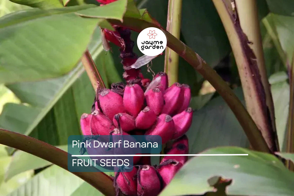 10 Pink Dwarf Banana Tree Seeds (Musa velutina) – Rare Hardy Fruit Plant, Fast-Growing, Zone 7b-11