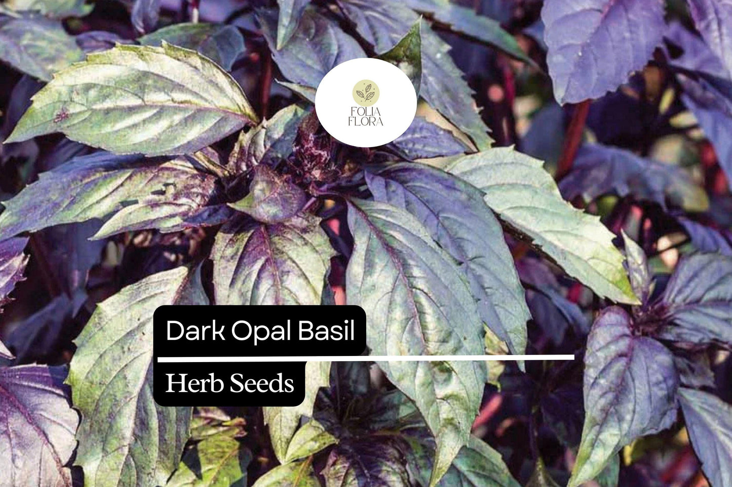 1000 Seeds Dark Opal Basil (Ocimum basilicum) – Aromatic, Colorful Herb for Cooking & Gardens