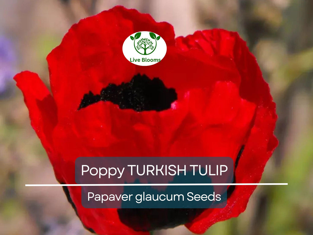 1000 Seeds Poppy TURKISH TULIP Red & Black Huge Flowers - Papaver spp. Non-GMO, Pollinator Friendly, Vibrant Garden Blooms, Spring Planting