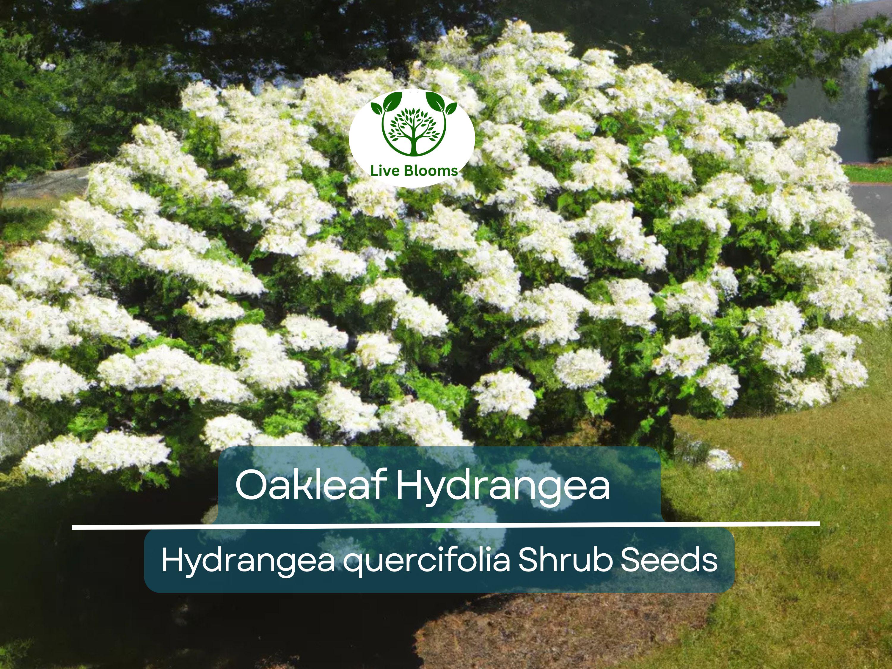 50 Hydrangea Seeds - White Flower Bush, Shrub, Oakleaf Hydrangea (Hydrangea quercifolia), Hardy Plant, Garden Starter, Landscaping Plant