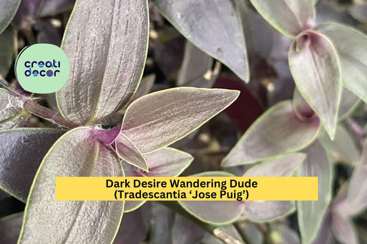 Dark Desire Wandering Dude – Tradescantia Jose Puig – Rare 2 Rooted Cuttings, Purple-Green Variegated Indoor Plant