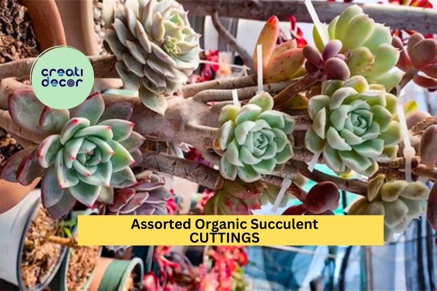 20 Assorted Organic Succulent Cuttings + 2 Free | Mixed Unrooted Clippings for Crafts, Pots, Terrariums, or Garden Projects