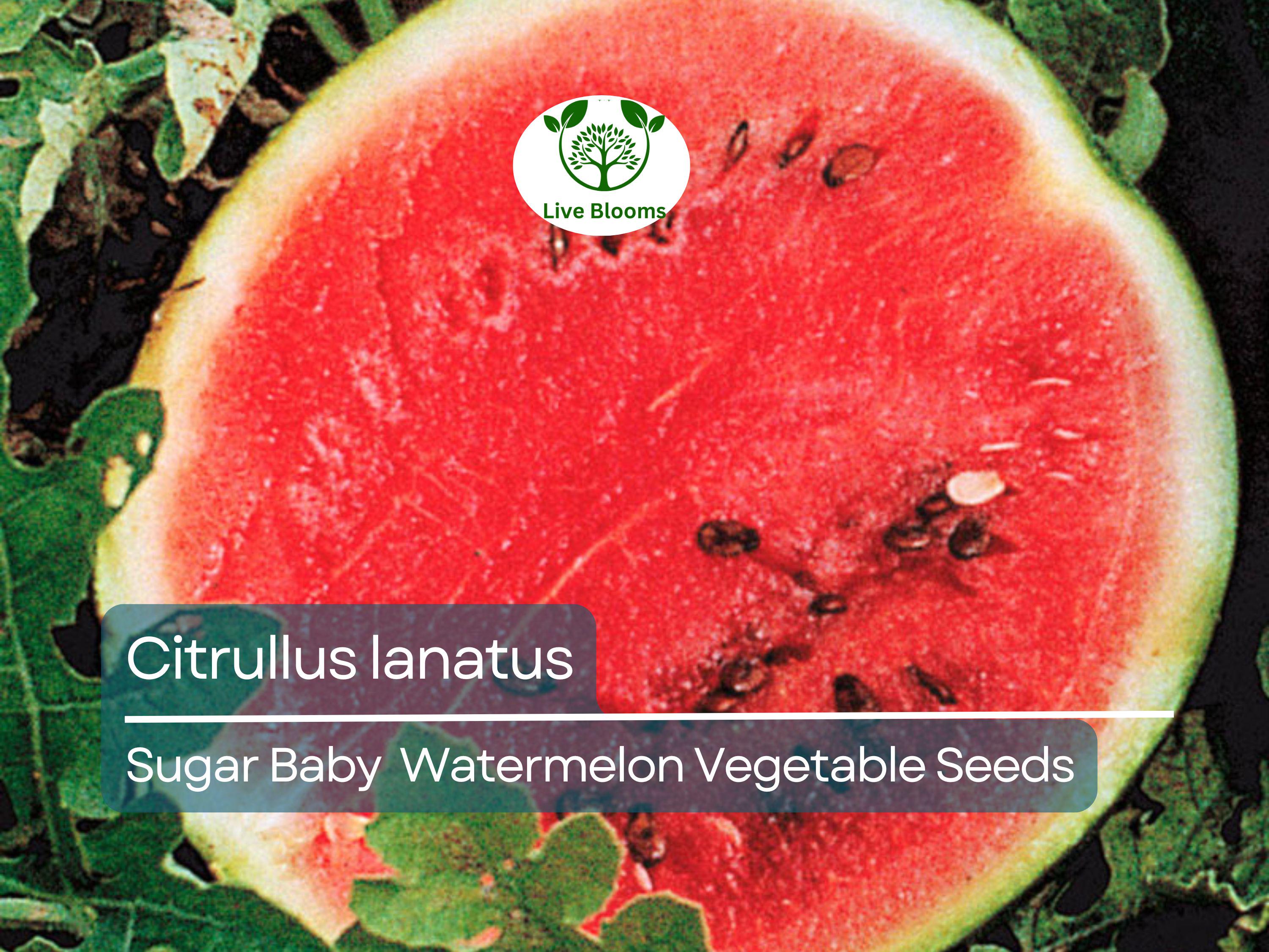 Sugar Baby Watermelon (1000 mg Seeds), Heirloom Vegetables