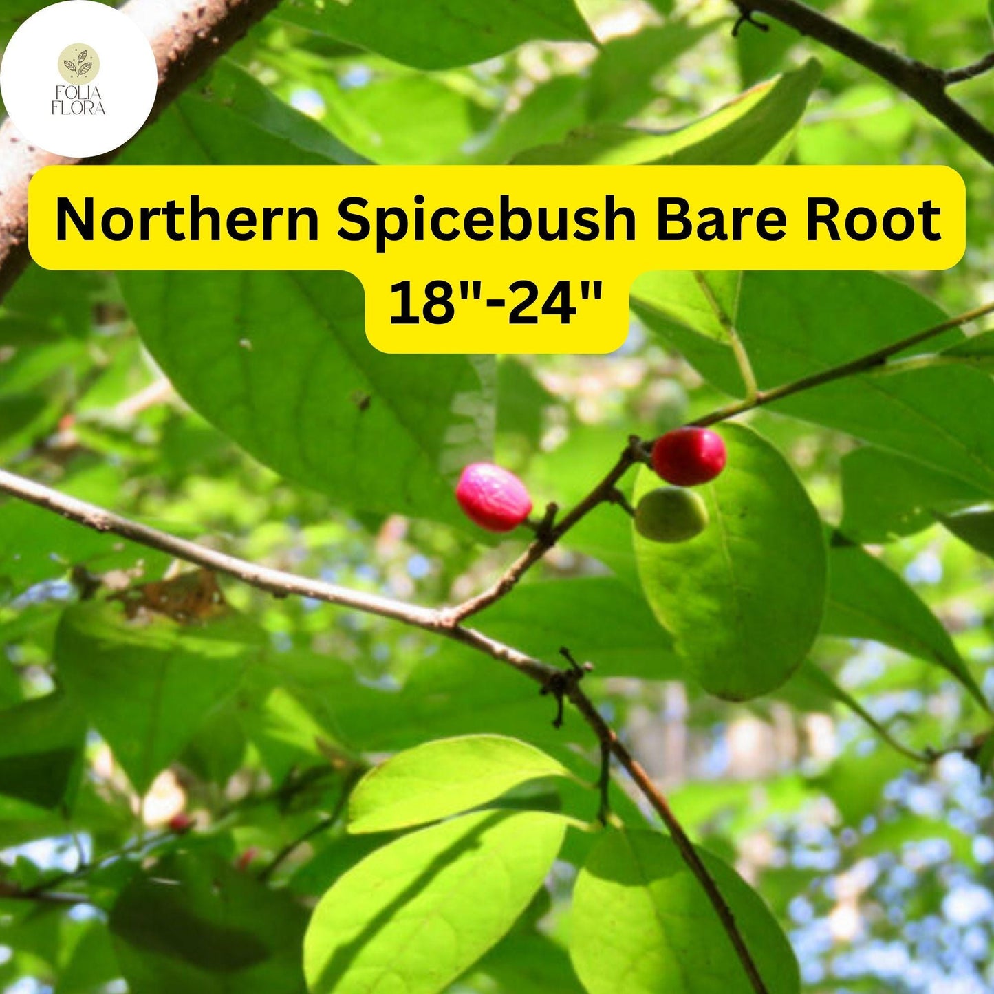 1 Lindera benzoin Northern Spicebush - Live Bare Root Plant 18"-24" for Zones 4-9 - Fragrant Wildlife-Friendly Shrub