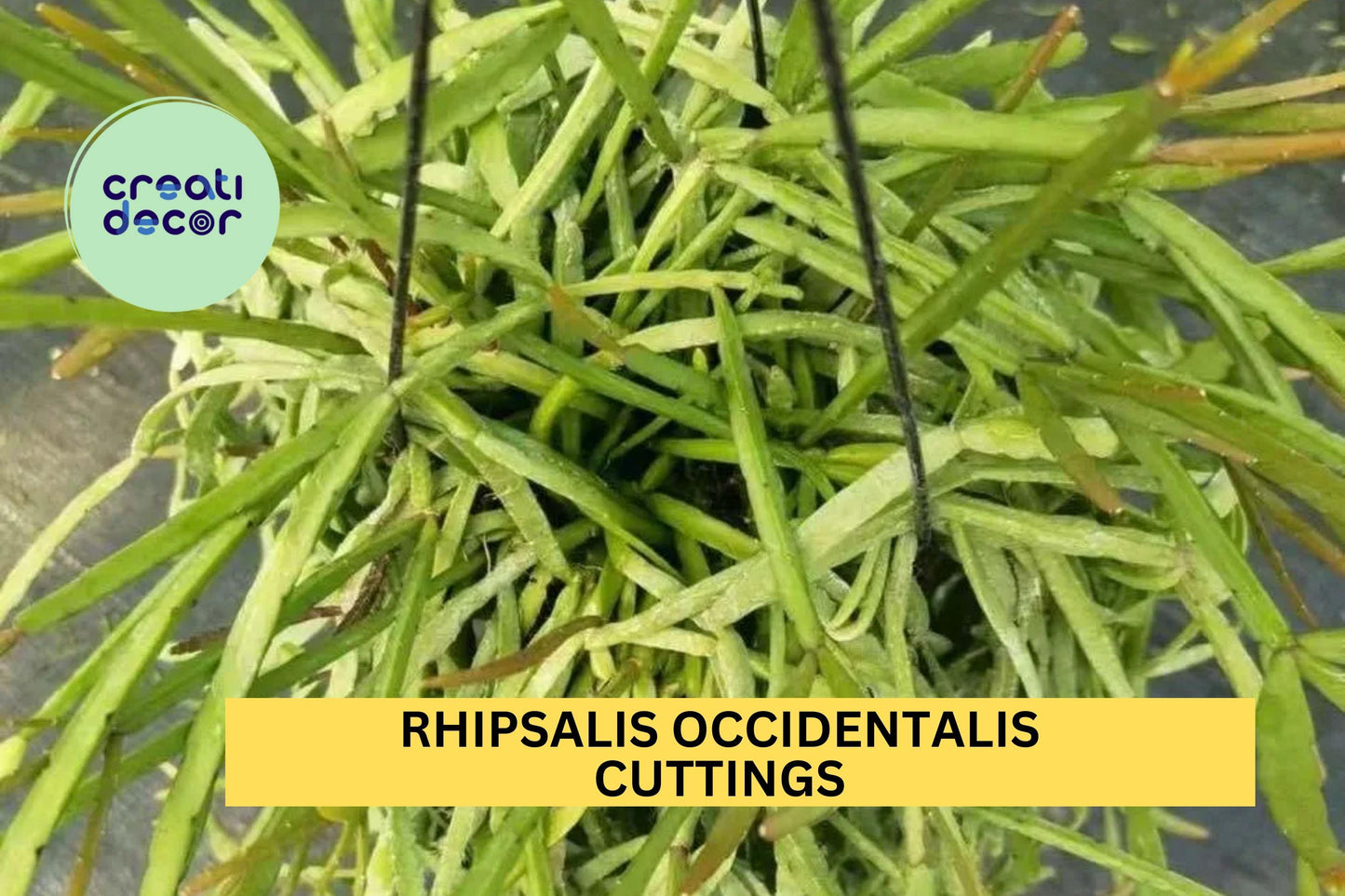 6 Rhipsalis occidentalis Cuttings – Fresh & Rare Orchid Cactus for Hanging Baskets or Indoor Jungle – Easy to Grow – USA
