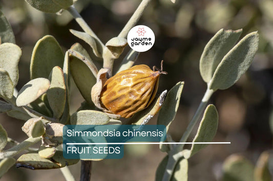 5 Jojoba Tree Seeds (Simmondsia chinensis) – Drought-Tolerant Shrub, Goat Nut Plant, USDA Zones 9-10, Rare Native Arid Climate Plant