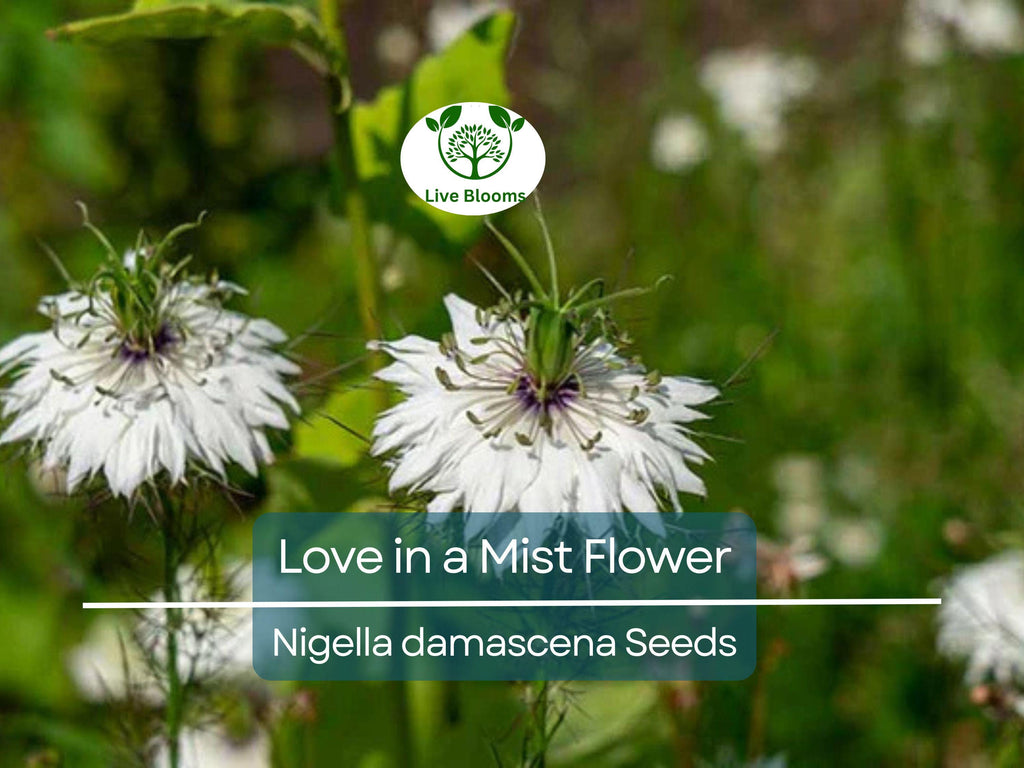 500 Love in a Mist Flower Seeds (Nigella damascena) | Persian Jewels Mix, Annual, Vibrant Colors, Easy to Grow, Garden Flowers