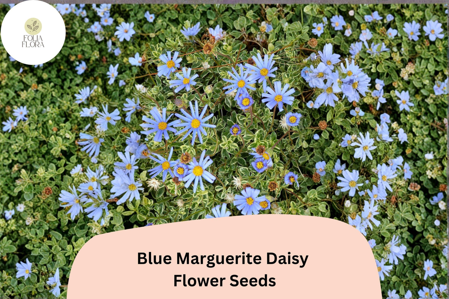 200+ Blue Marguerite Daisy Seeds | Felicia amelloides Sky Blue Blooms | Easy Annual Flower for Borders & Pots