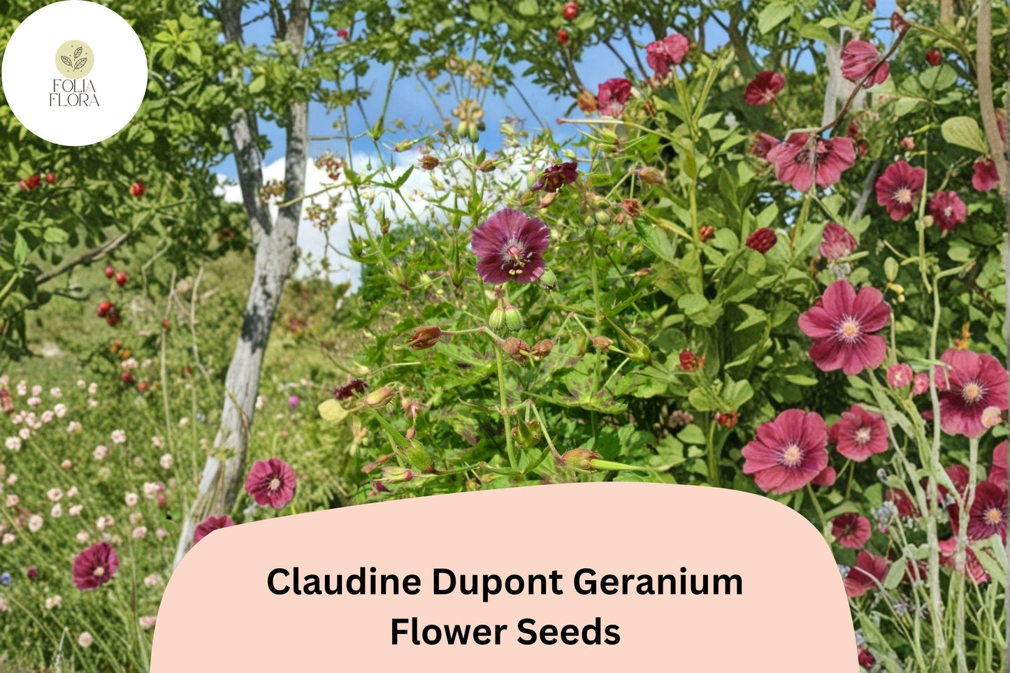 25+ Claudine Dupont Geranium Seeds | Elegant Purple Blooms | Long-Blooming Garden Flower for Pots & Borders
