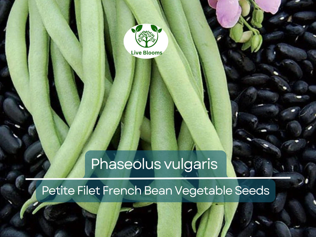 10 Seeds Petite Filet French Bean - Phaseolus vulgaris | Tender, Crisp Beans for Planting, Gardening & Culinary Delights