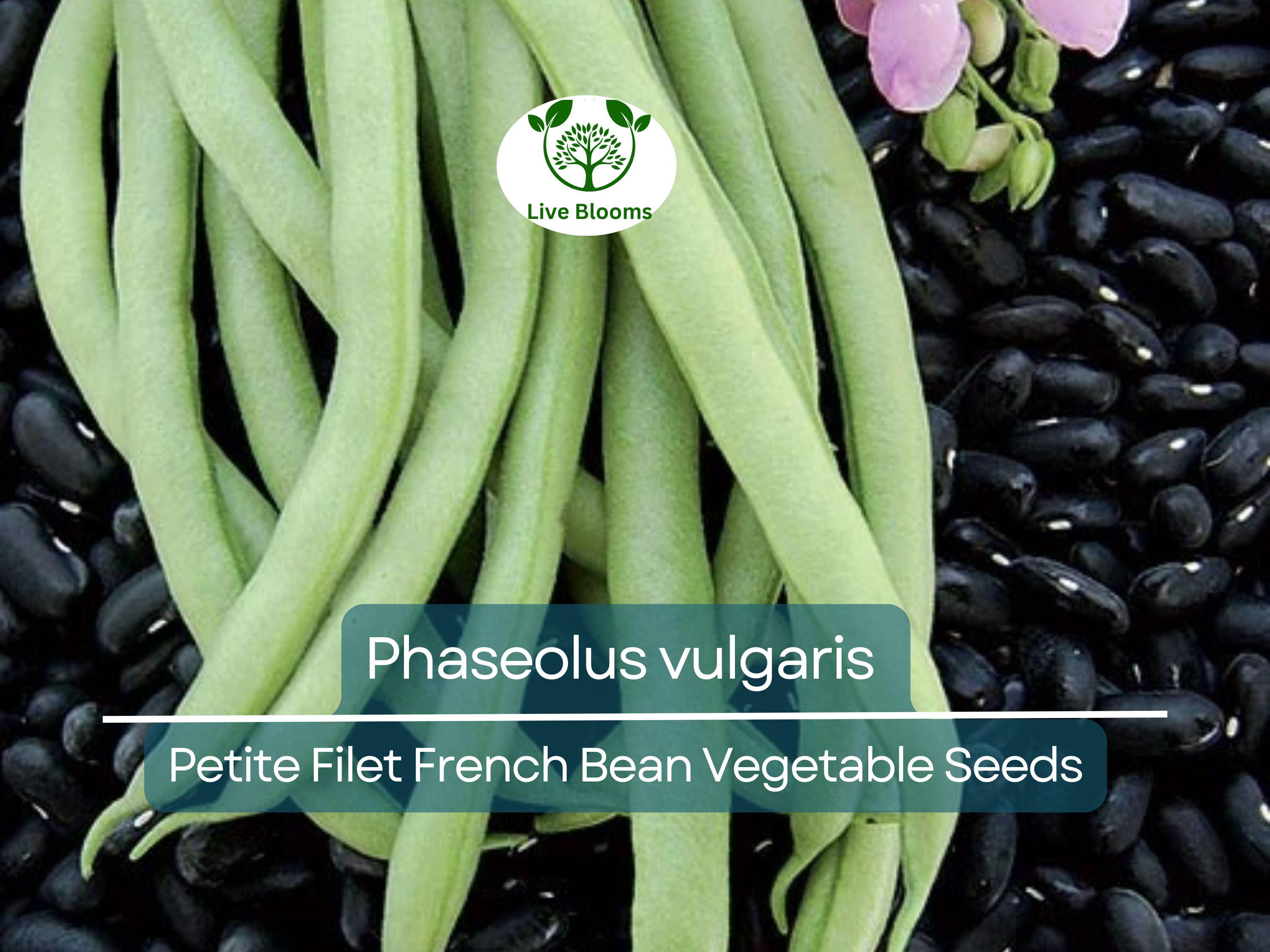 10 Seeds Petite Filet French Bean - Phaseolus vulgaris | Tender, Crisp Beans for Planting, Gardening & Culinary Delights