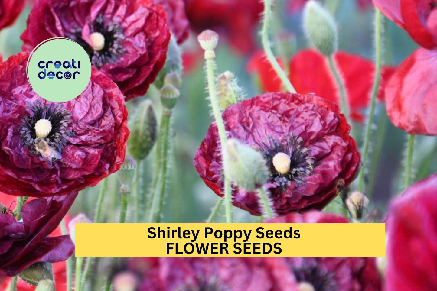 200+ Shirley Poppy Seeds – Delicate Mixed Color Blooms for Garden Planting, Easy-Grow Annuals for Beds, Borders & Wildflower Gardens – USA