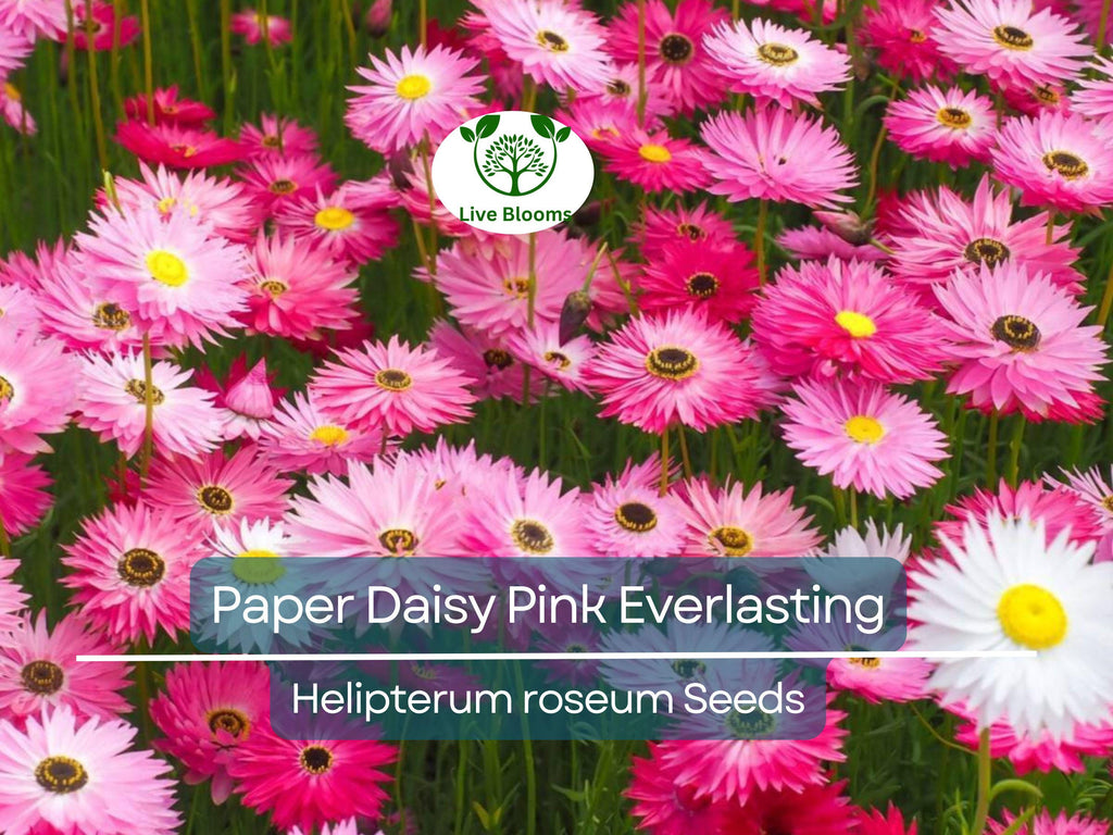 200 Seeds Paper Daisy Pink Everlasting Flower for Florists & Crafters, Pollinators, Non-GMO, Helipterum roseum, Long-lasting Blooms