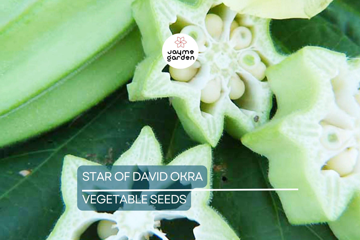 40 Star of David Okra Seeds – Heirloom, Non-GMO, Unique Shape & Flavor | USA Seller, Free Shipping