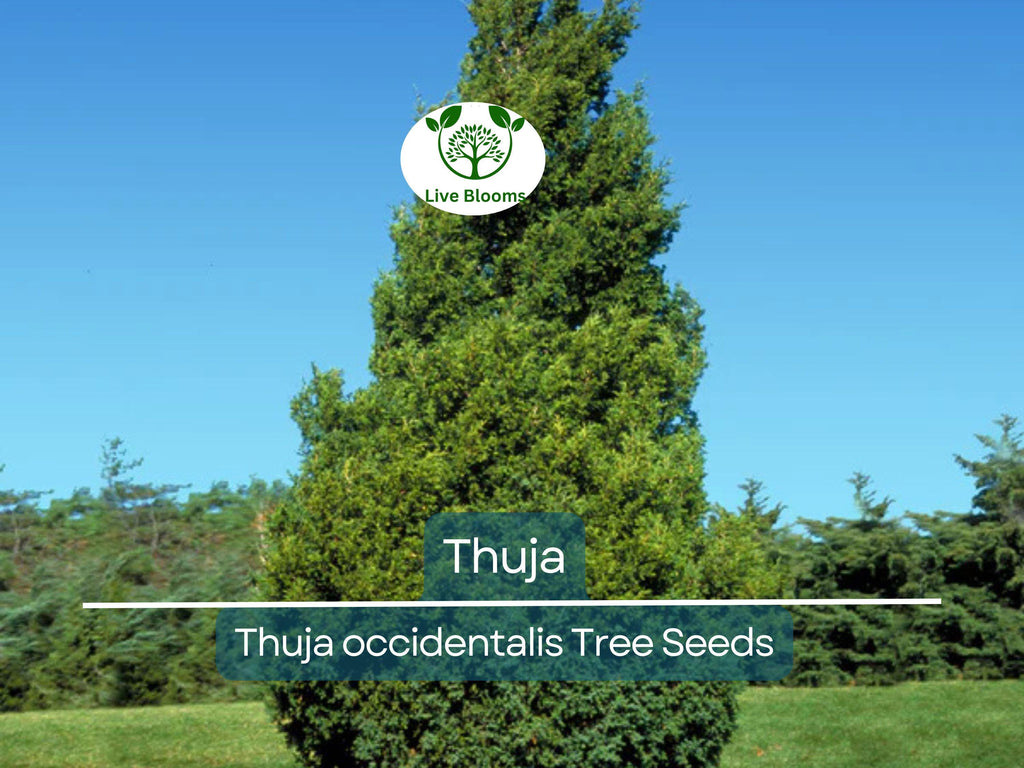 50 Thuja Tree Seeds (Thuja occidentalis), White Cedar Arborvitae, Fast-Growing Hedge Row, Privacy Screen, Evergreen, Perfect for Landscaping