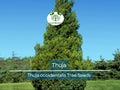 50 Thuja Tree Seeds (Thuja occidentalis), White Cedar Arborvitae, Fast-Growing Hedge Row, Privacy Screen, Evergreen, Perfect for Landscaping