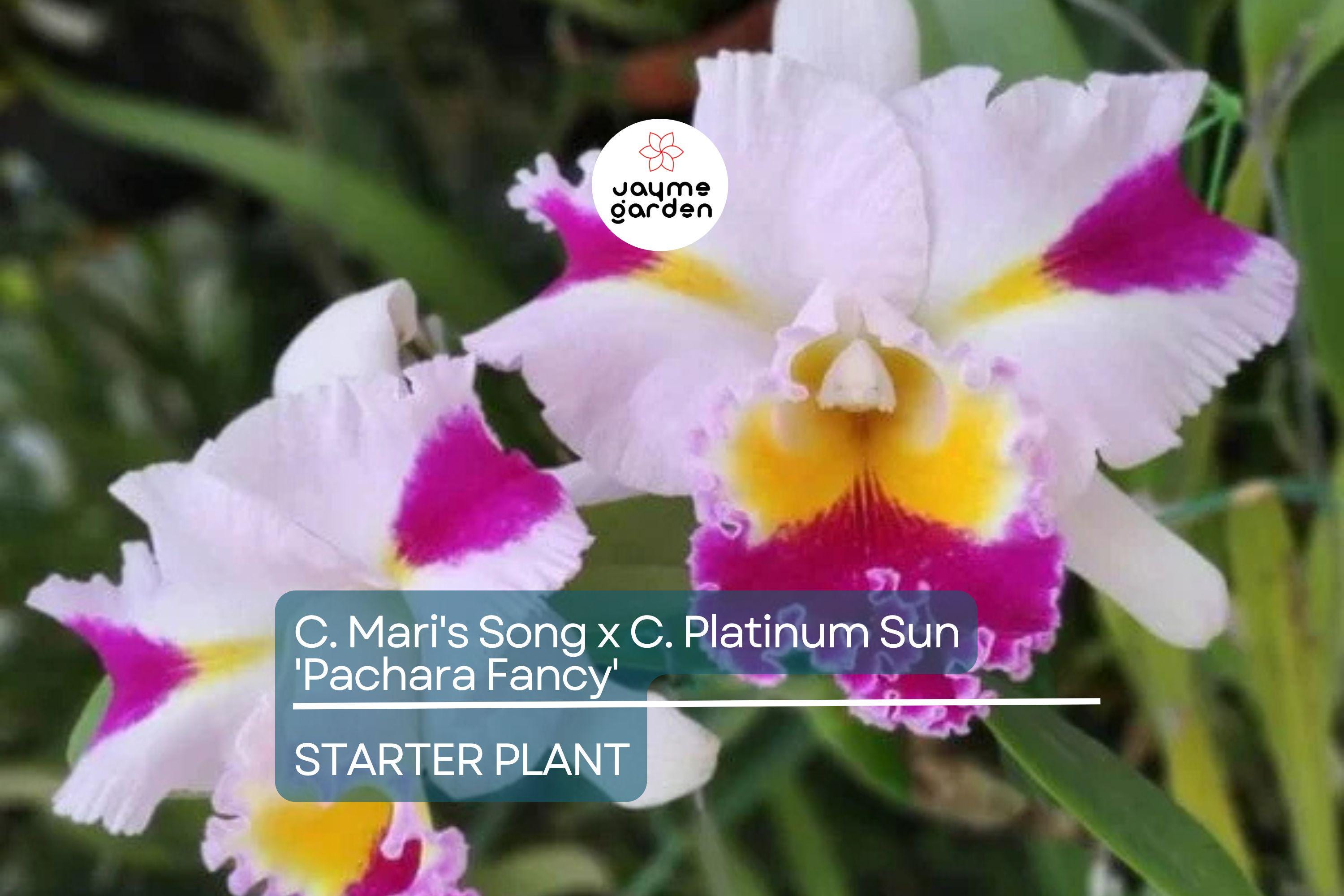 C. Mari's Song x C. Platinum Sun 'Pachara Fancy' Orchid | Live Potted Starter Plant | Multicolor Cattleya | Tropical Indoor/Outdoor