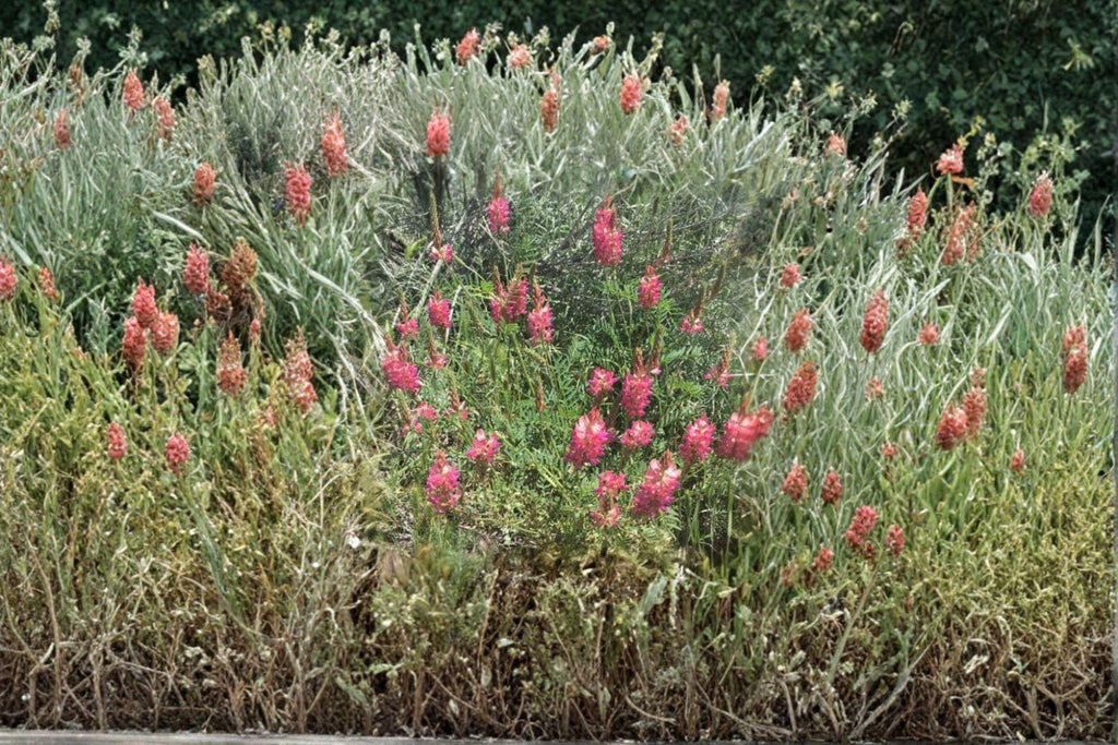 Sainfoin ‘Shoshone’ – Onobrychis viciifolia 100 Seeds | Nitrogen-Fixing Forage | Open-Pollinated