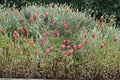 Sainfoin ‘Shoshone’ – Onobrychis viciifolia 100 Seeds | Nitrogen-Fixing Forage | Open-Pollinated