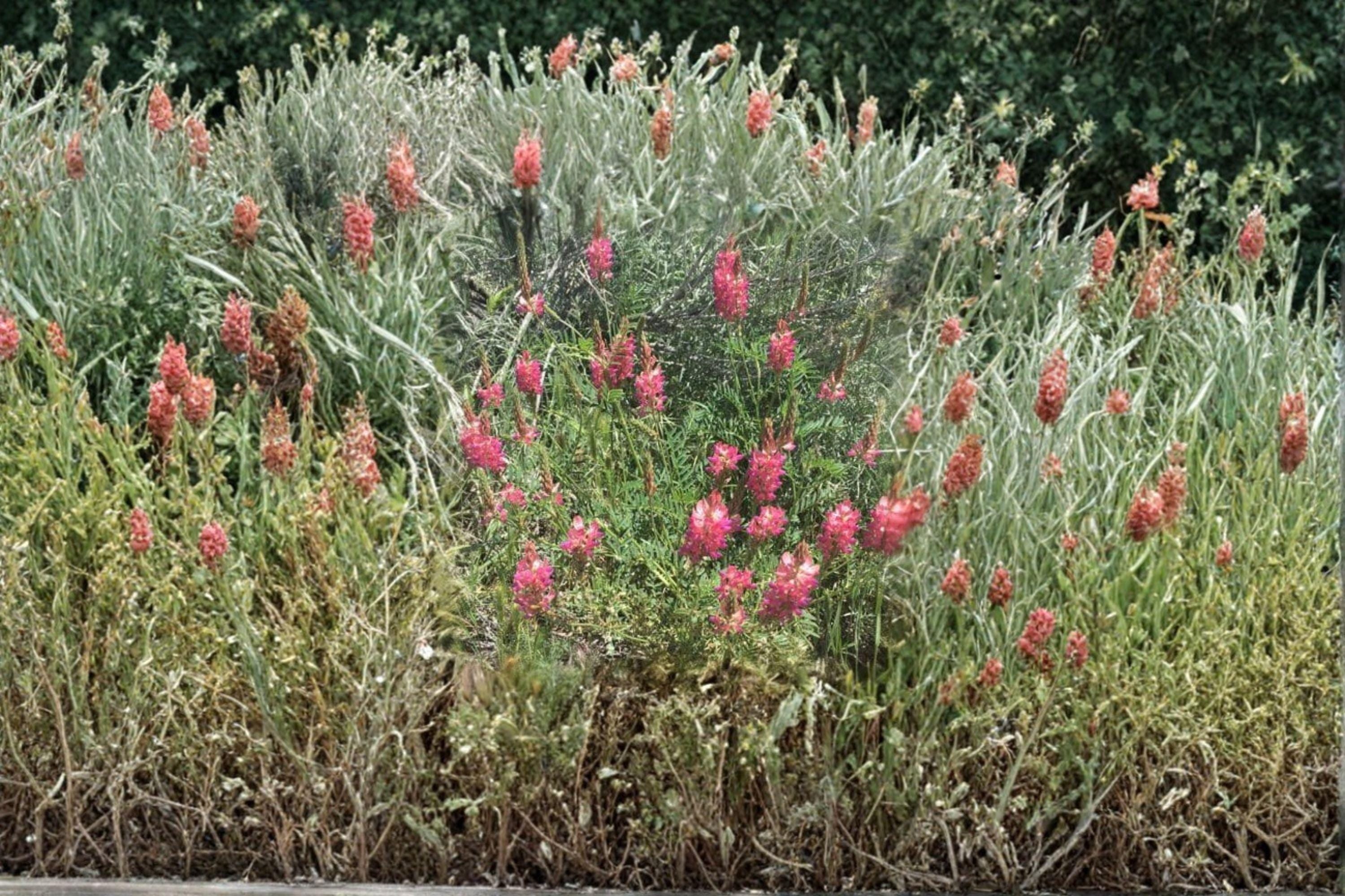 Sainfoin ‘Shoshone’ – Onobrychis viciifolia 100 Seeds | Nitrogen-Fixing Forage | Open-Pollinated
