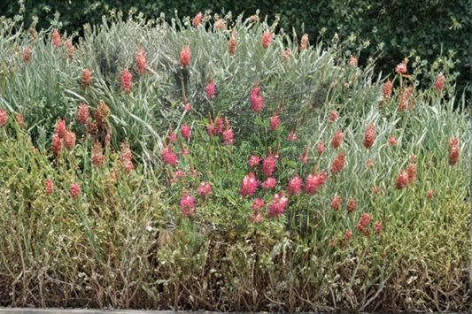 Sainfoin ‘Shoshone’ – Onobrychis viciifolia 100 Seeds | Nitrogen-Fixing Forage | Open-Pollinated
