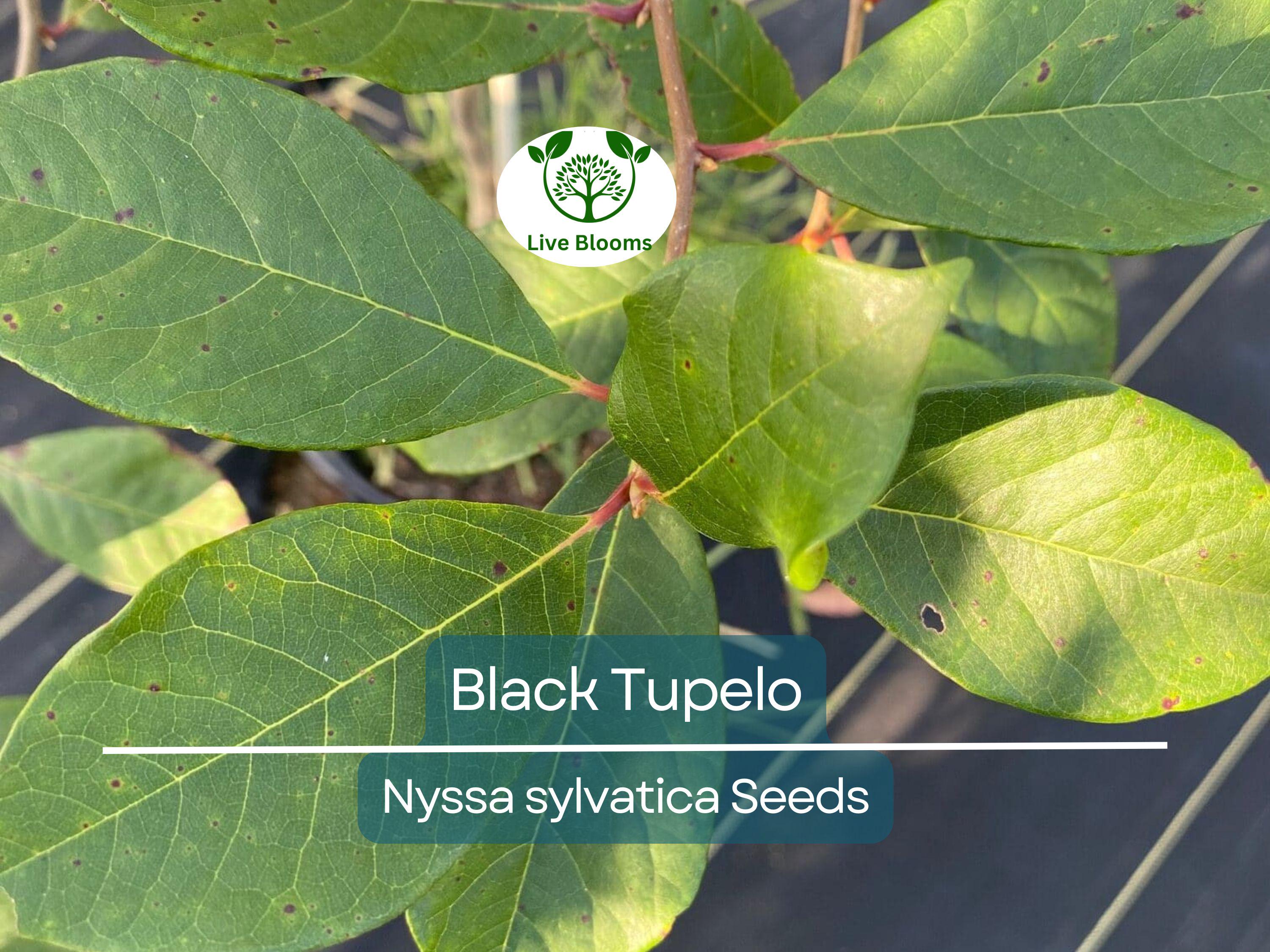 10 'Wildfire' Black Tupelo Tree Seeds (Nyssa sylvatica) | Edible Fruits, Fast Growing, Beautiful Fall Colors, Hardy Tree for Garden