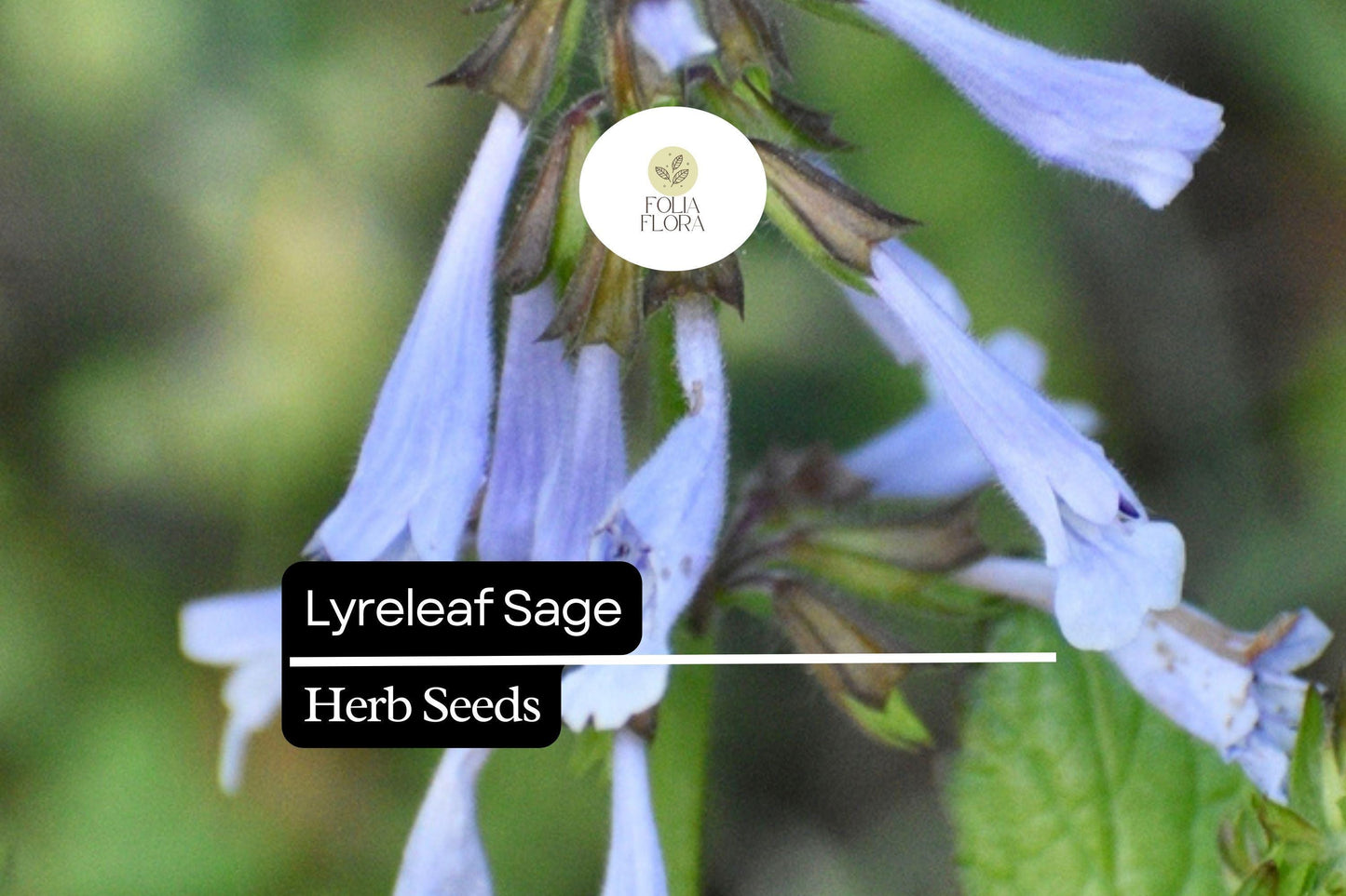 Lyreleaf Sage Seeds (Salvia lyrata) | 25 Seeds | Perennial Wildflower for Pollinators & Ground Cover
