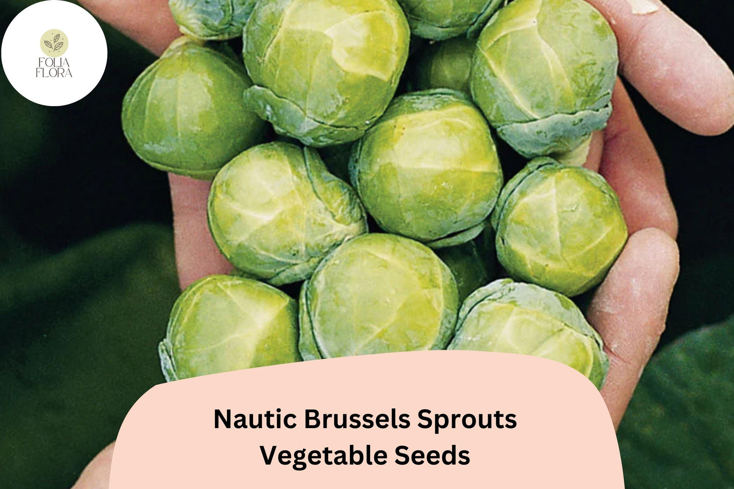 500+ Nautic F1 Brussels Sprouts Seeds – High-Yield Hybrid for Garden & Fall Harvest