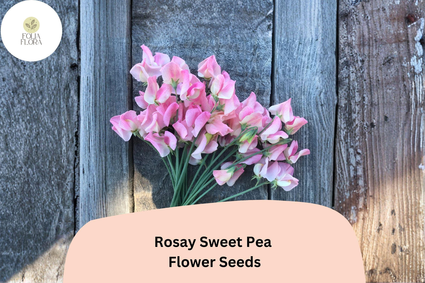 Rosay Sweet Pea Seeds | Lathyrus odoratus Soft Pink Blooms Garden Planting (50+ Seeds)