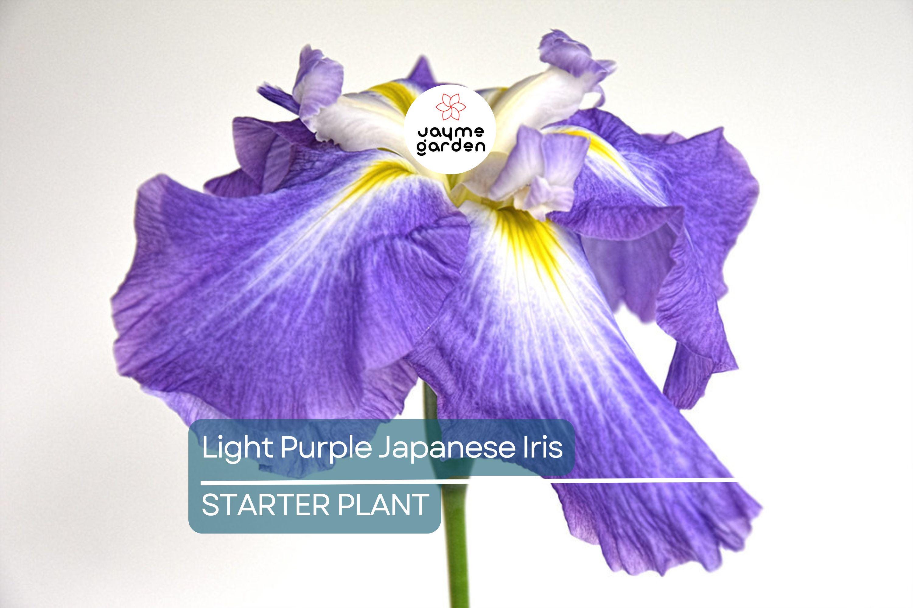 Light Purple Japanese Iris Live Roots | Freshly Dug Bulbs | Spring Blooming Perennial | Hardy & Low Maintenance | Pack of 4