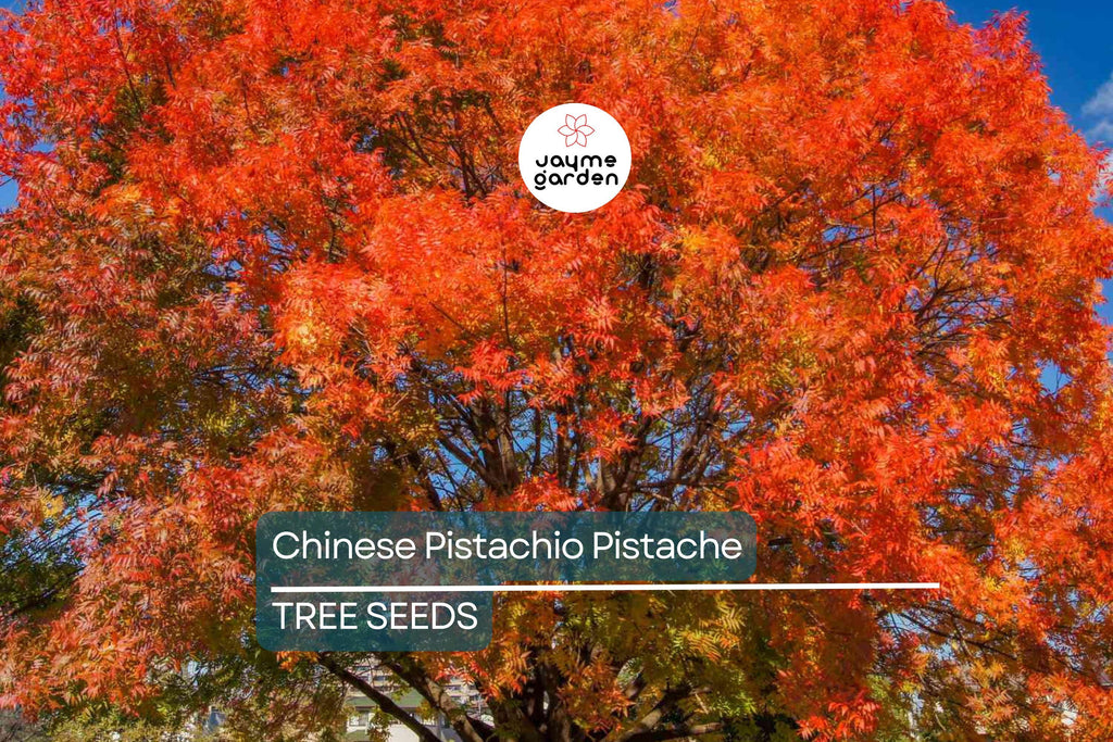 10 Chinese Pistachio Tree Seeds (Pistacia chinensis) – Hardy Ornamental, Fast Fall Color, 35' Tall