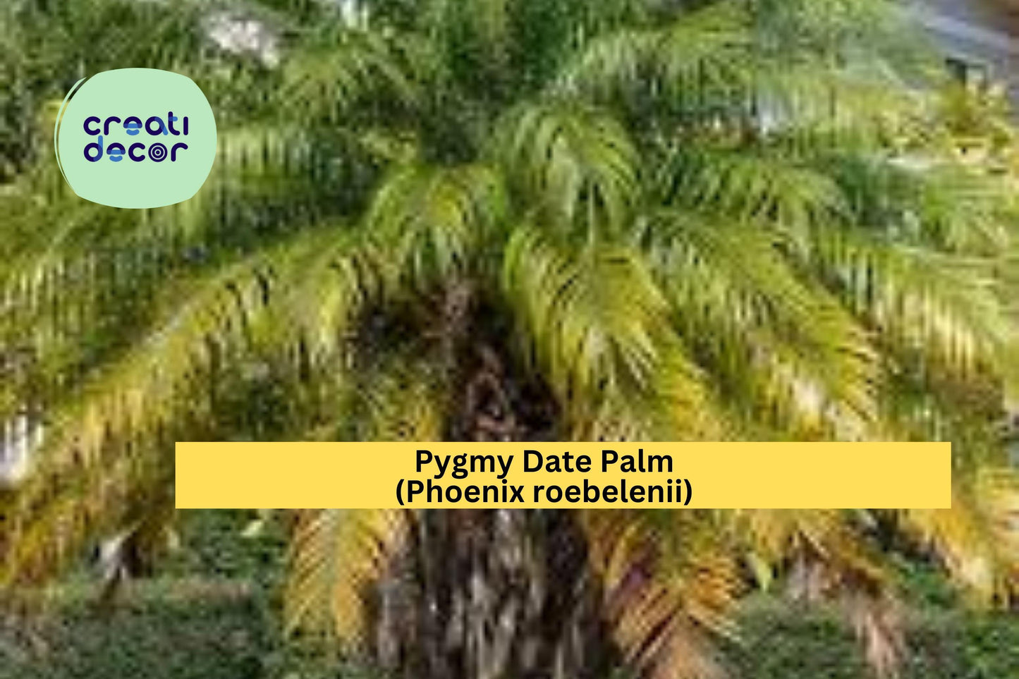 Pygmy Date Palm Seeds (Phoenix roebelenii) – 5 Dwarf Palm Tree Seeds | Tropical Look | Indoor/Outdoor | Container-Friendly