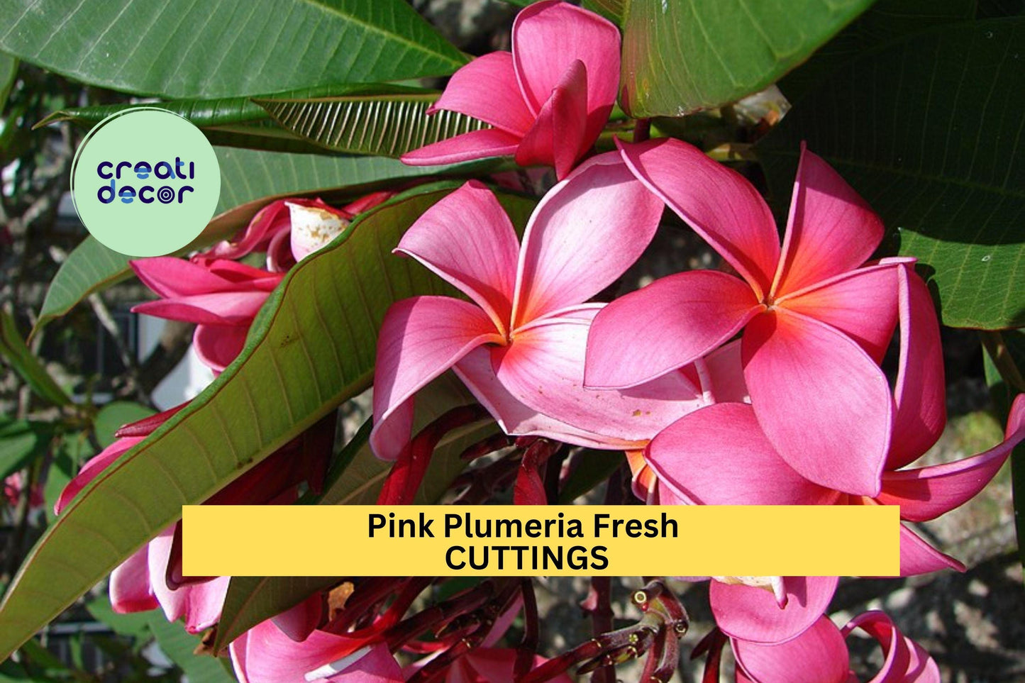 3 Pink Plumeria Cuttings – 10" Unrooted Single-Head Stems | Plumeria rubra Tropical Flower for Pots, Planters, or Garden Borders