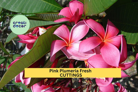 3 Pink Plumeria Cuttings – 10" Unrooted Single-Head Stems | Plumeria rubra Tropical Flower for Pots, Planters, or Garden Borders