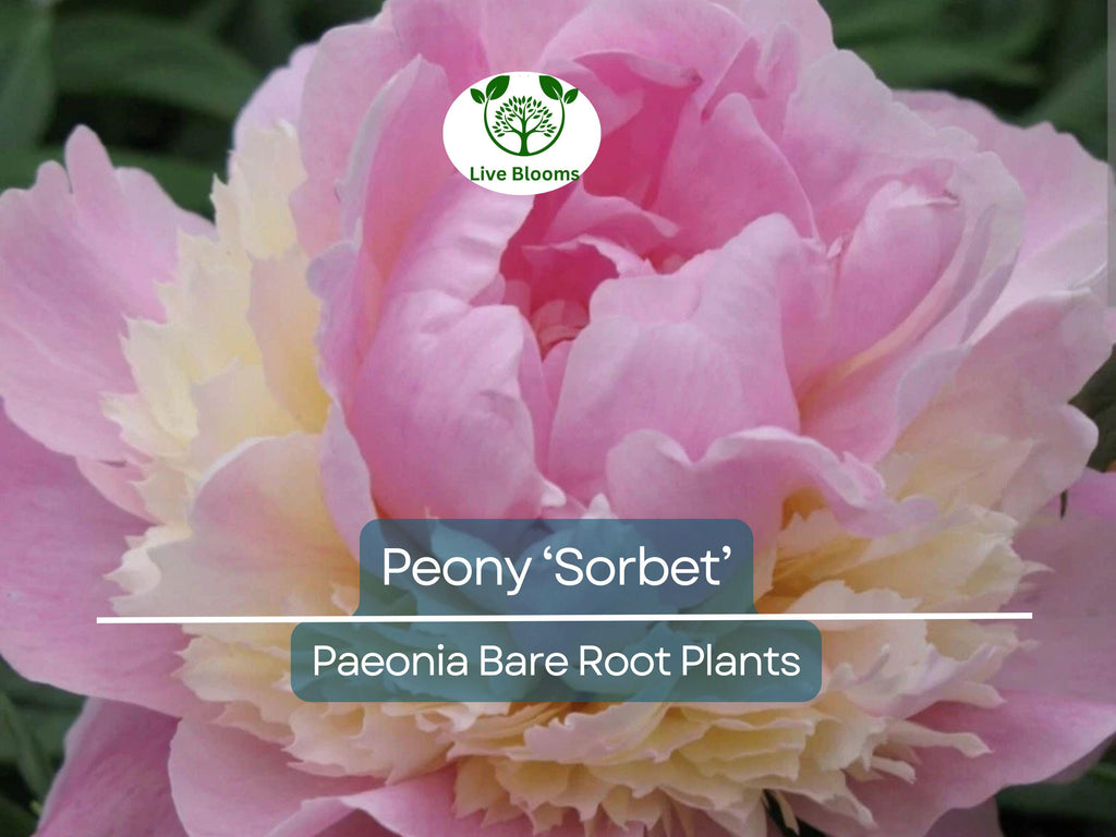 1 Peony ‘Sorbet’ – Bare Root Plant – Organic Grown Perennial with Big, Beautiful Double Blooms – Fragrant & Easy-Care