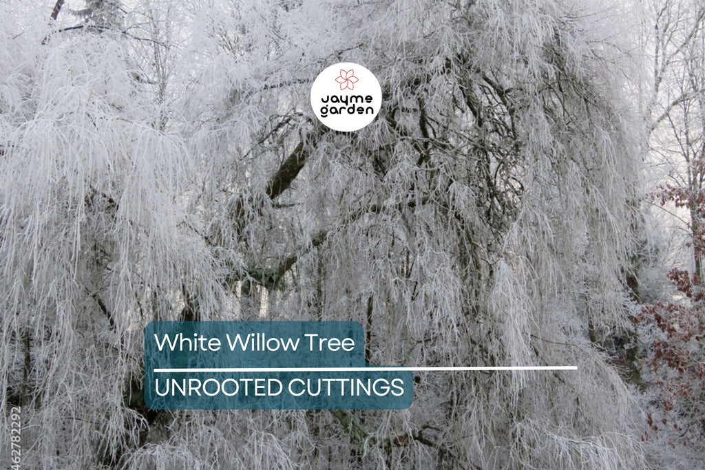 White Willow Tree Cutting | Silver Leaves Shimmer in Sunlight | Fast-Growing, Hardy Zones 3-10