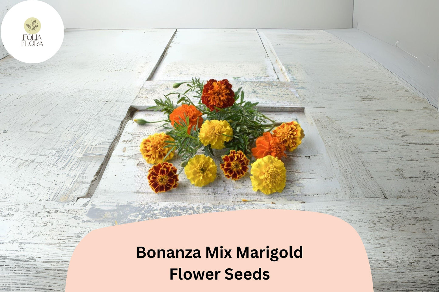 25+ Bonanza Mix Marigold Seeds | Tagetes patula | Dwarf French Marigold Blend | Orange, Yellow & Red Blooms for Garden and Pots