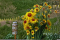 Meriwether Blanketflower Seeds - Gaillardia Aristata, Red & Yellow Blooms, Native Perennial (25 Seeds)
