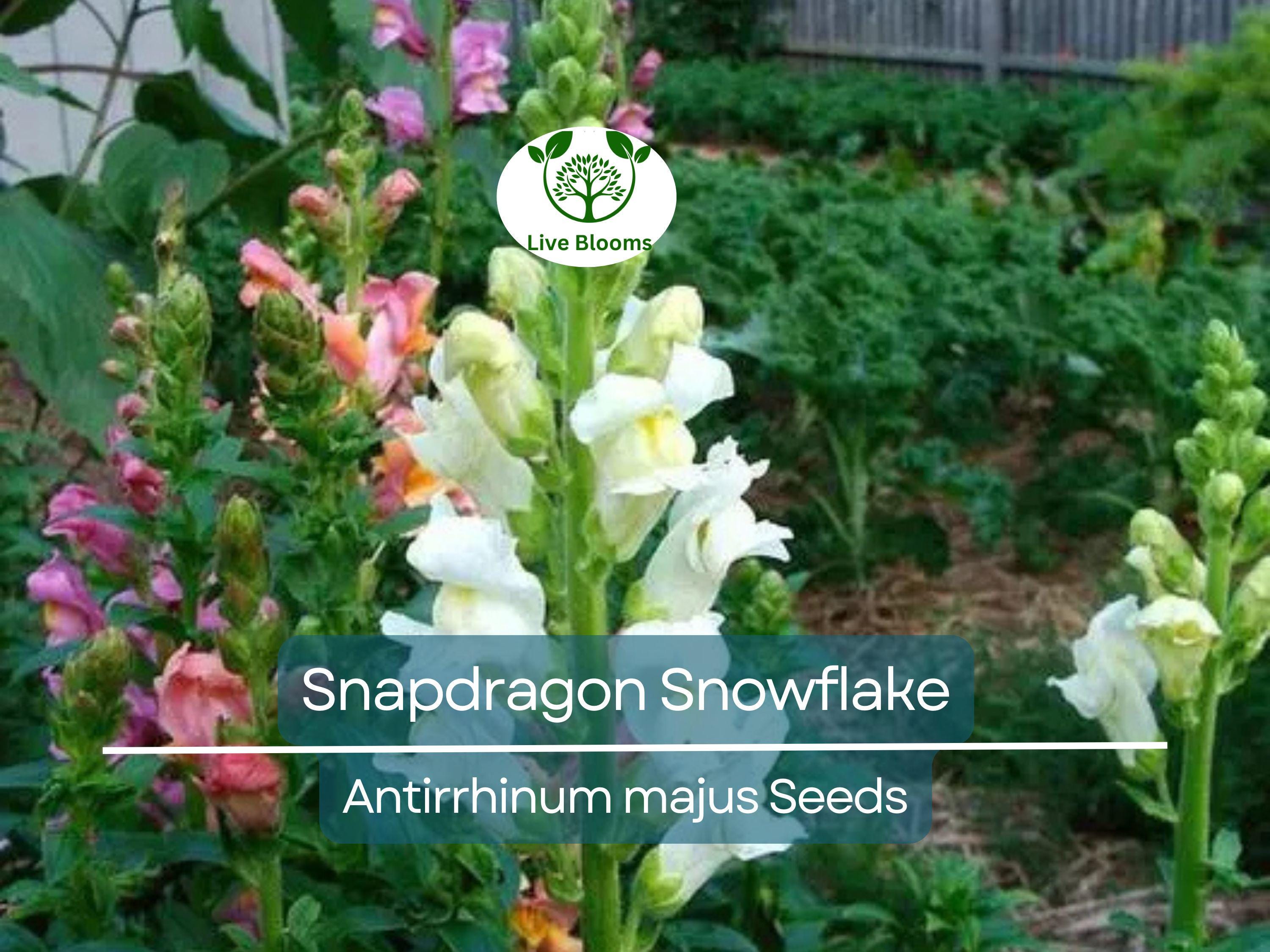 500 Seeds Snapdragon Snowflake, White Blooms Spring-Fall, Non-GMO, Up to 36" Tall, Antirrhinum majus, Easy to Grow